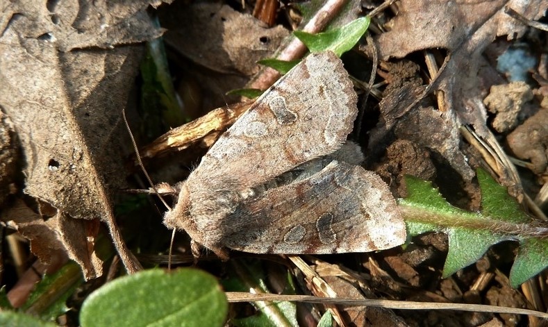 La prima del 2017 - Orthosia (Orthosia) incerta, Noctuidae